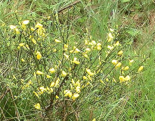 Besenginster(Cytisus scoparius(L.) Link)