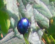 Blattkäfer(Chrysolina coerulans)