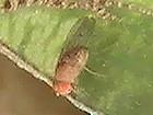 Taufliege(Drosophila)