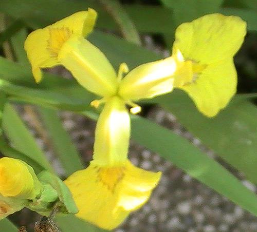 Blüte einer Sumpf-Schwertlilie(Iris pseudacoris(L.))