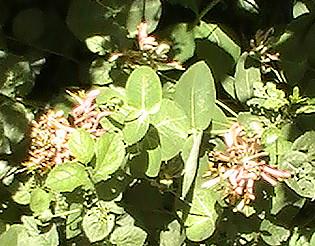 Waldgeißblatt(Lonicera periclymenum(L.)) 1