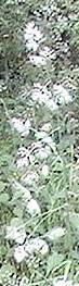 Gewöhnliches Knäuelgras(Dactylis glomerata(L.))
