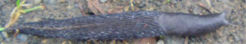 Spanische oder große  Wegschnecke(Arion vulgaris(Moquin-Tandon 1855)) bräunliches Exemplar