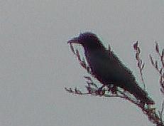 Saatkrähe(Corvus frugilegus(L. 1758))
