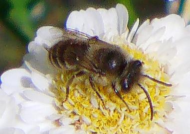 Gemeine Sandbiene (Andrena flavipes(Panzer 1799))