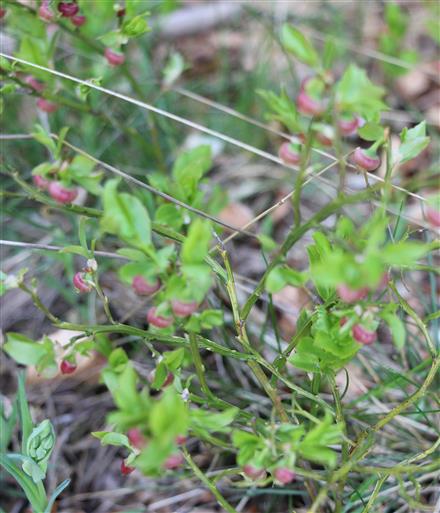 Heidelbeeren(Vaccinium myrtillus(L.)) benötigen noch Reife