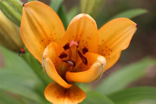 [Orangefarbene] Lilie(Lilium medeoloides(A. Gray))