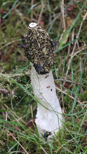 Gemeine Stinkmorchel(Phallus impudicus(L.; Pers.)) 1
