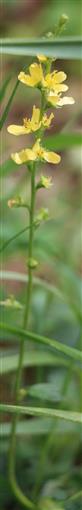 Gemeiner oder Kleiner Odermennig(Agrimonia eupatoria(L.))