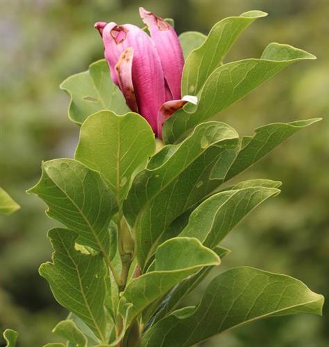 Noch eine späte Magnolienblüte(Purpur-Magnolie (Magnolia liliiflora))