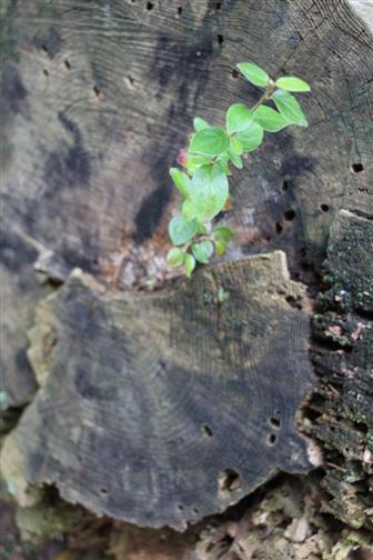 Gewöhnliche Zwergmispel(Cotoneaster integerrimus(Medik.)) auf einem Stumpf einer gemeinen Kiefer(Pinus sylvestris(L.)) - ein Beispiel etwa für nachhaltige Verwertung?