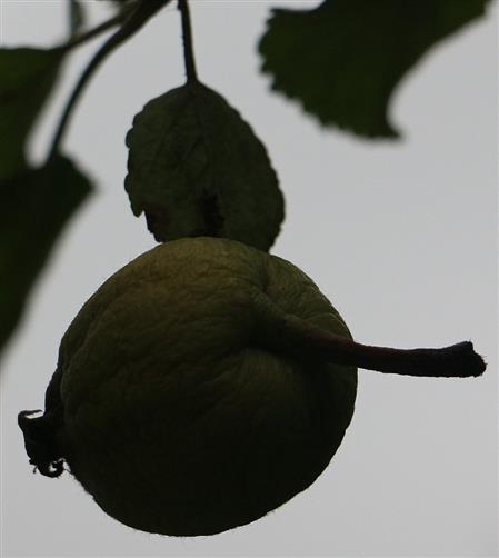 Apfel eingewachsen in das Blatt des Apfelbaumes(Malus)