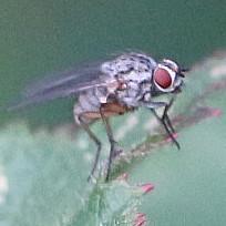 Fliege(Coenosia attenuata)