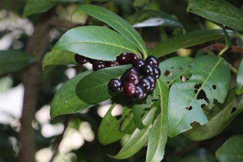 Früchte des Kirschlorbeers(Prunus laurocerasus (L.))