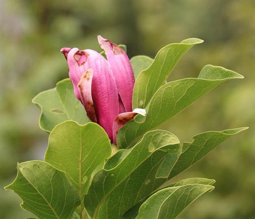 Magnolienblüte(Purpur-Magnolie(Magnolia liliiflora(Desr.))) im Herbst