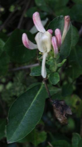 Wald-Geißblatt(Lonicera periclymenum(L.))