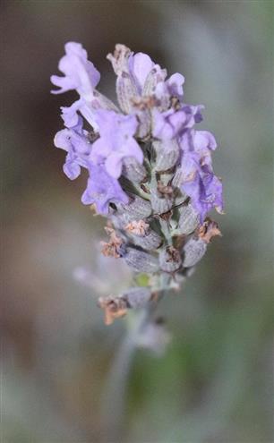 Blüten vom echten Lavendel(Lavendula angustifolia(Mill.))