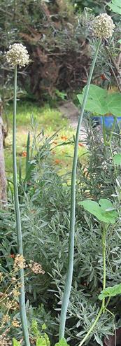 Lauch(Allium ampeloprasum-Gruppe)
