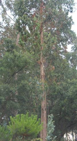 Eukalyptus(vielleicht microcarpa)