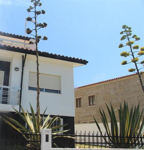 Zwei Agaven(Agave(L.)) in Blüte