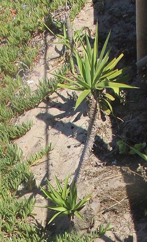 Yuccapalme in der Nähe einer Strandpromenade