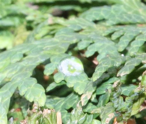 Tautropfen auf einer Scheinzypresse(Chamaecyperus indet.(Spach))