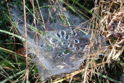 Nebel oder Tau gefangen als Tautropfen im Spinnennetz