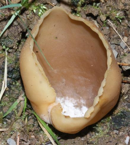 Blasiger Becherling(Peziza vesiculosa (Bull. ; Fr.)