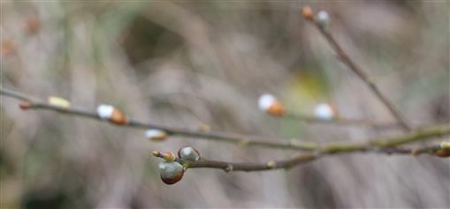 Weidenkätzchen(Salix spec.) im November 2015 aufblühend?