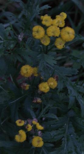 Rainfarn(Tanacetum vulgare(L.))