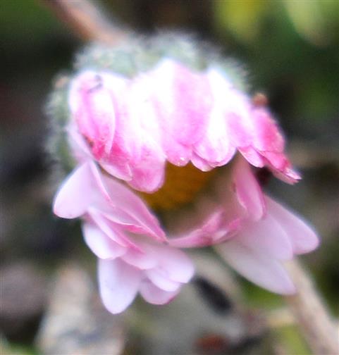 Blüte eines Gänseblümchens(Bellis perennis(L.))