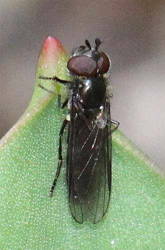 Goldhalsschwebfliege(Meliscaeva auricollis) männliches Imago(Insekt)