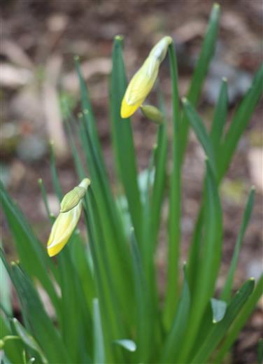 Gelbe Narzisse bzw. Osterglocken in Knospe(Narcissus 