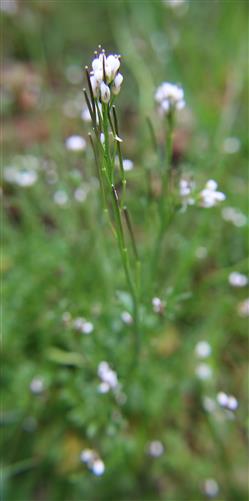 Acker-Schmalwand(Arabidopsis thaliana(L.)Heynh.)