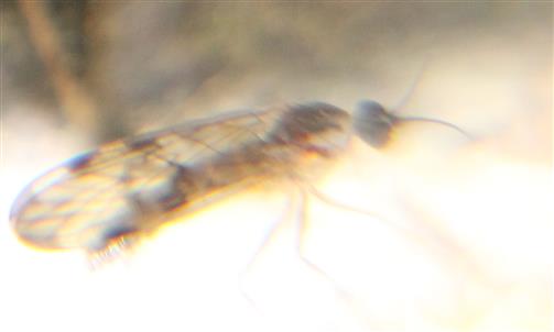 Fenstermücke(Sylvicola fenestralis)