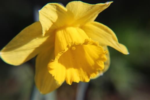Osterglocke(Narcissus pseudonarcissus(L.))