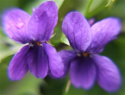 Duftveilchen(Viola odorata(L.))