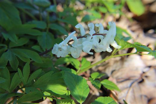Hohler Lerchensporn(Corydalis cava(L.)) weiße Blüte