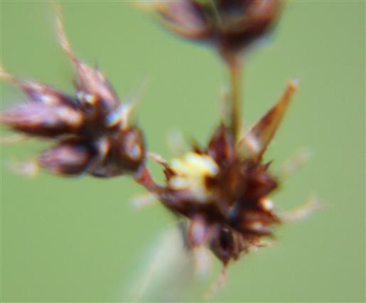 Ähren einer Feld-Hainsimse(Luzula campestris(L.(DC.)