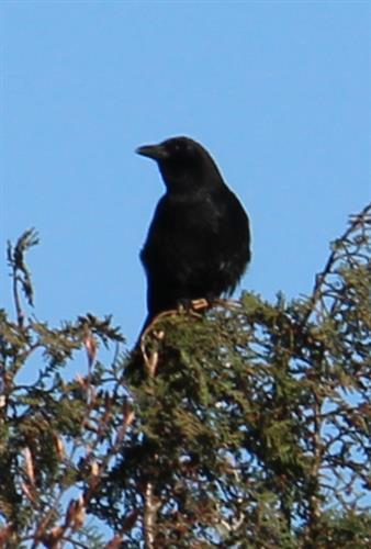 Saatkrähe(Corvus frugilegus(L. 1758))