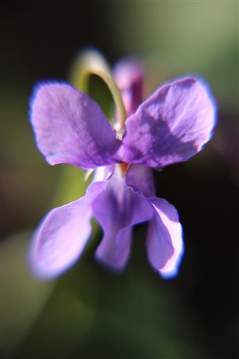 Blüte eines Duftveilchens(Viola odorata(L. ))