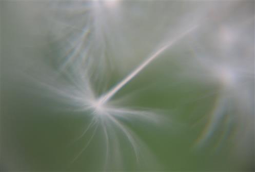 Flugschirm(Pappus) aus einer Lwenzahnblte(Taraxacum offincinale(L.))