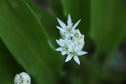 Blüte eines Bärlauches(Allium ursinum(L.))
