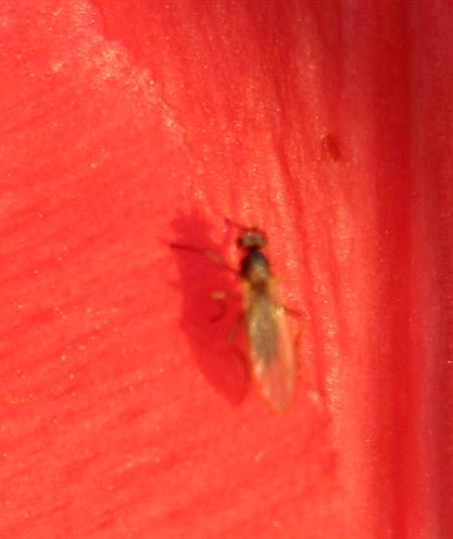 Psilidae(Nacktfliege) an einer Tulpe