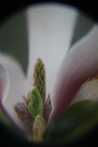 Einblick in eine Magnolienblüte(Magnolia liliiflora(Desr.))