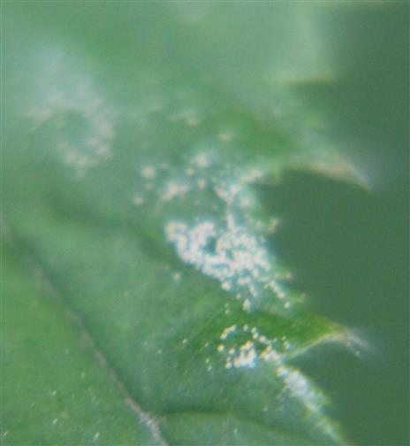 Eigelege auf einem Brombeerblatt(Rubus fruticosus(L.))