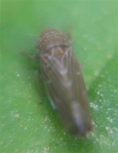 Zikade(Idiocerus populi(L.))