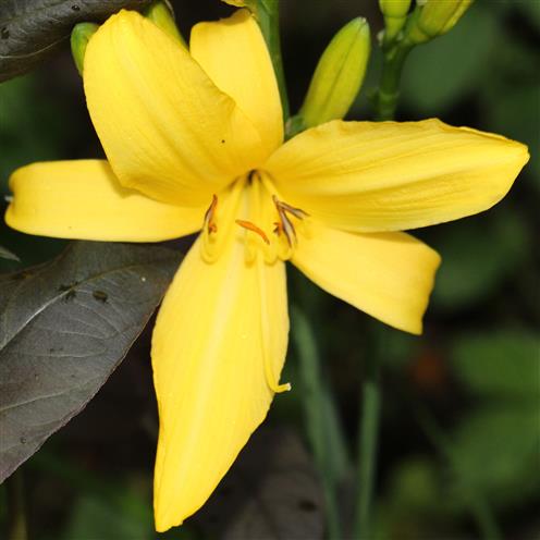 Blüte einer gelben Taglilie(Hemerocallis lilioasphodelus(L.))