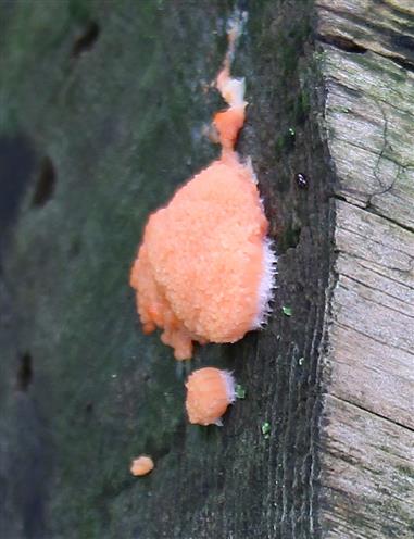 Lachsfarbener Kugelschleimpilz(Tubifera ferruginosa)(näher)