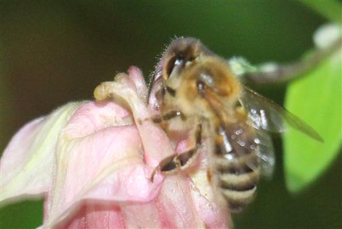 Westliche Honigbiene(Apis mellifera(L. 1758)) versucht den Weg zur Nektarquelle zu verkürzen